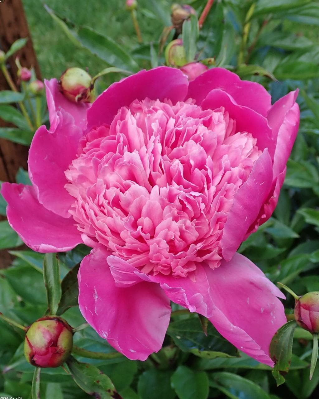 Spring blooms